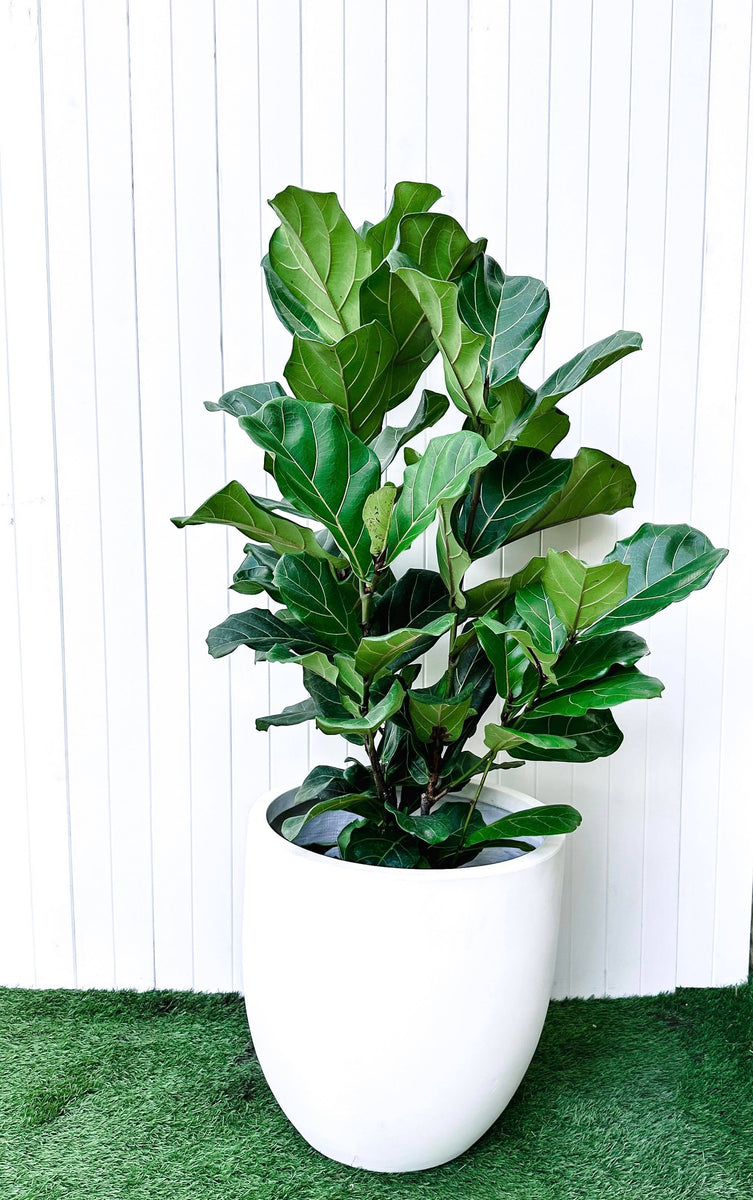 fiddle leaf fig perth Fiddle Leaf Figs 300mm – Pots & Branches