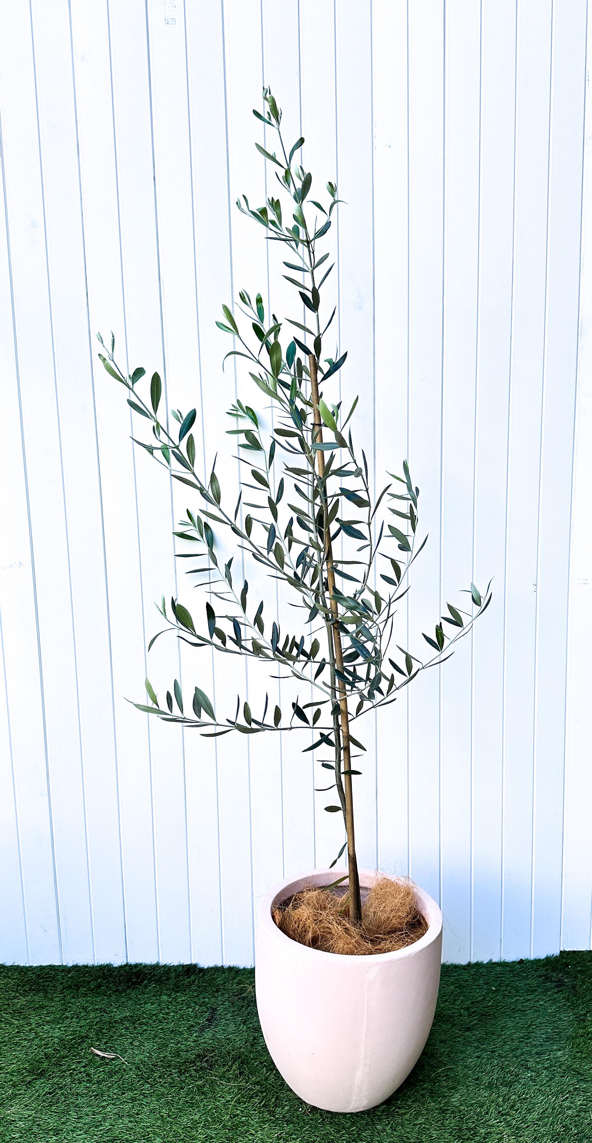 Medium Olive Tree