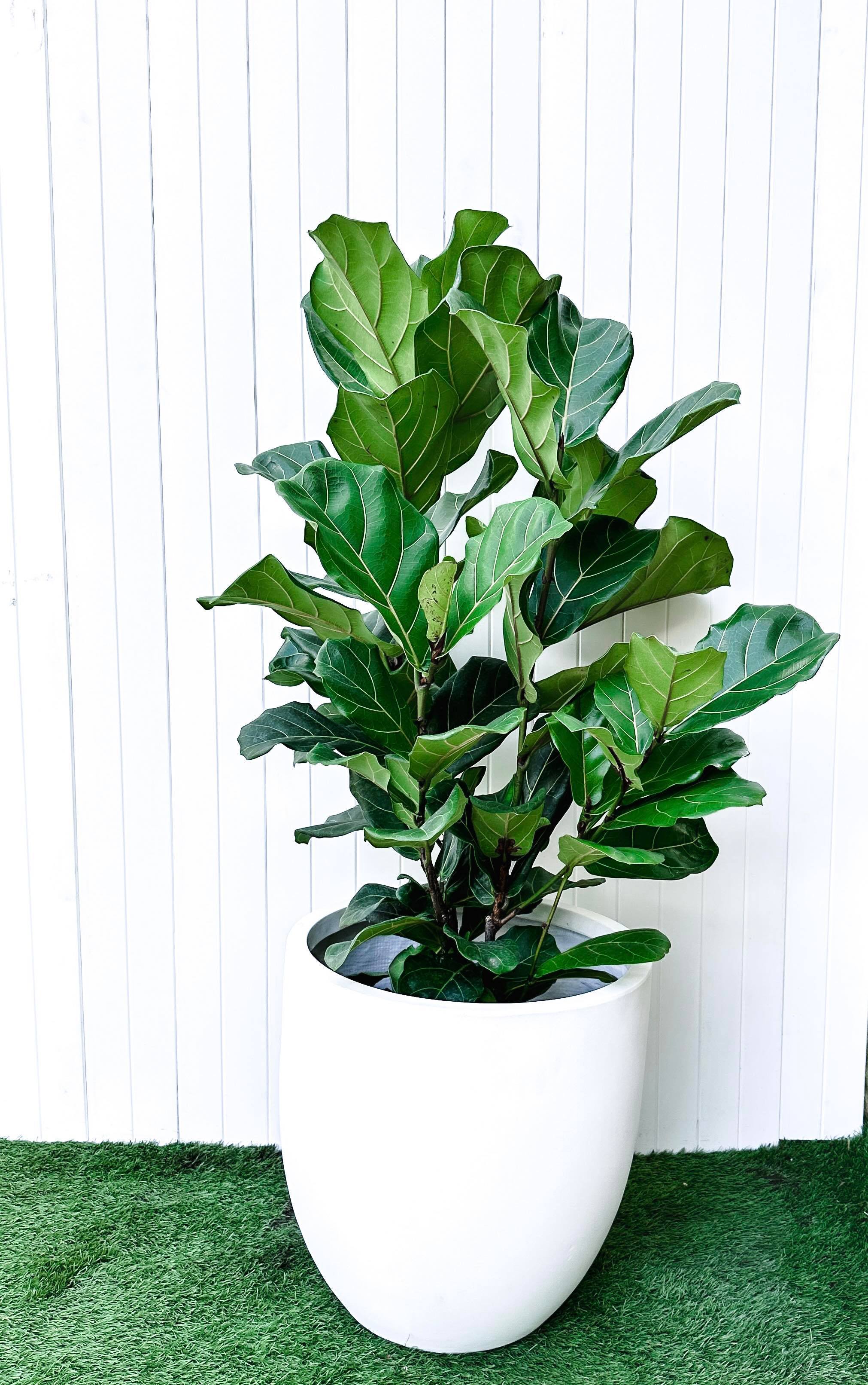 fiddle leaf fig white pot Fiddle Leaf Figs 300mm